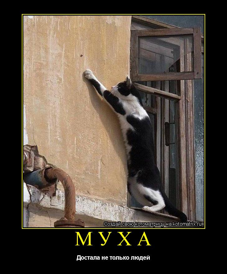 МУХА Достала не только людей... Котоматрица: МУХА Достала не только людей