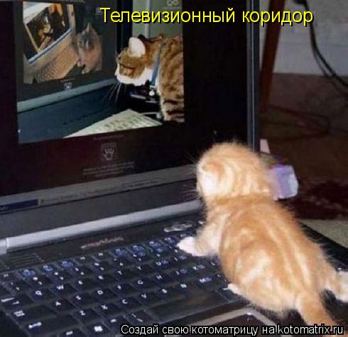 Котоматрица: Телевизионный коридор