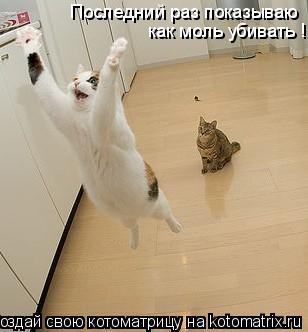 Котоматрица: Последний раз показываю как моль убивать !