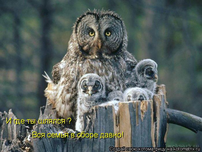 Котоматрица: Вся семья в сборе давно! И где ты шлялся ?