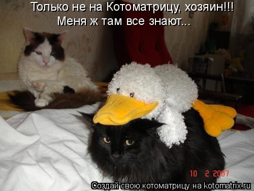 Котоматрица: Только не на Котоматрицу, хозяин!!!  Меня ж там все знают...