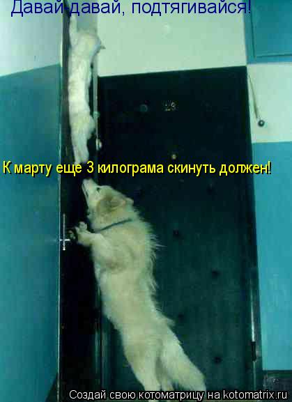 Котоматрица: Давай-давай, подтягивайся! К марту еще 3 килограма скинуть должен!