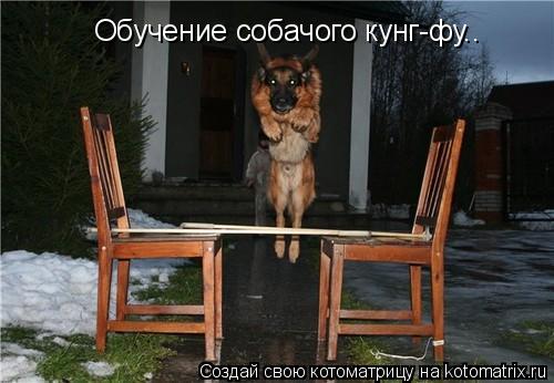 Котоматрица: Обучение собачого кунг-фу..
