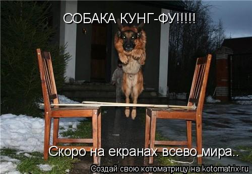 Котоматрица: СОБАКА КУНГ-ФУ!!!!! Скоро на екранах всево мира..