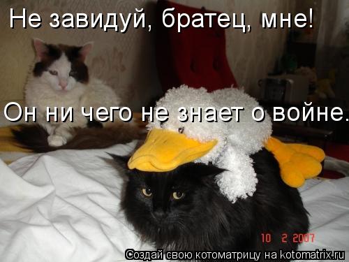 Котоматрица: Не завидуй, братец, мне! Он ни чего не знает о войне.