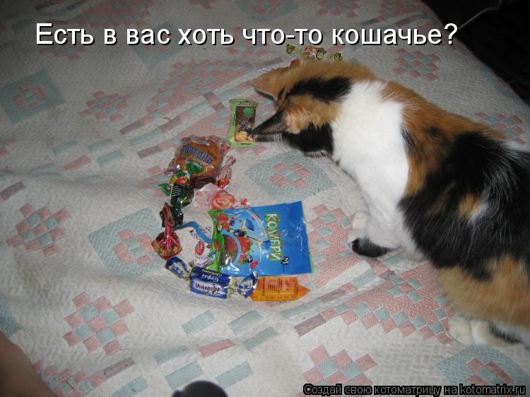 Котоматрица: Есть в вас хоть что-то кошачье?