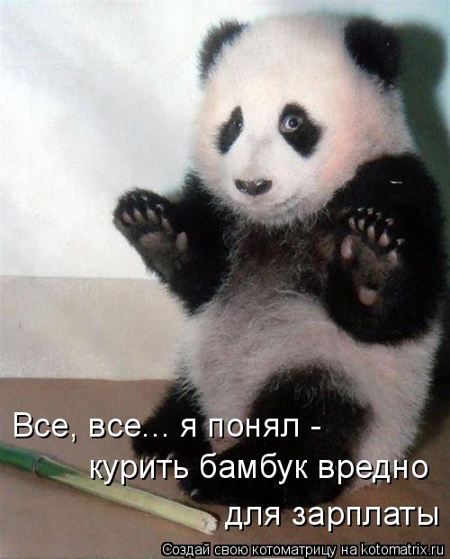Все, все... я понял - курить бамбук вредно для зарплаты... Котоматрица: Все, все... я понял - курить бамбук вредно для зарплаты