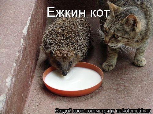 Котоматрица: Ежкин кот