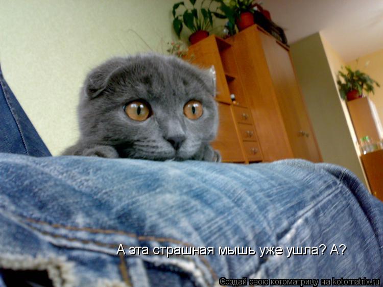 Котоматрица: А эта страшная мышь уже ушла? А?