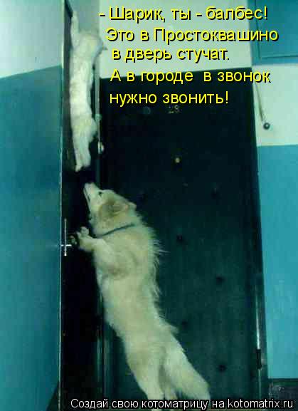 Котоматрица: - Шарик, ты - балбес! Это в Простоквашино в дверь стучат. А в городе  в звонок нужно звонить!