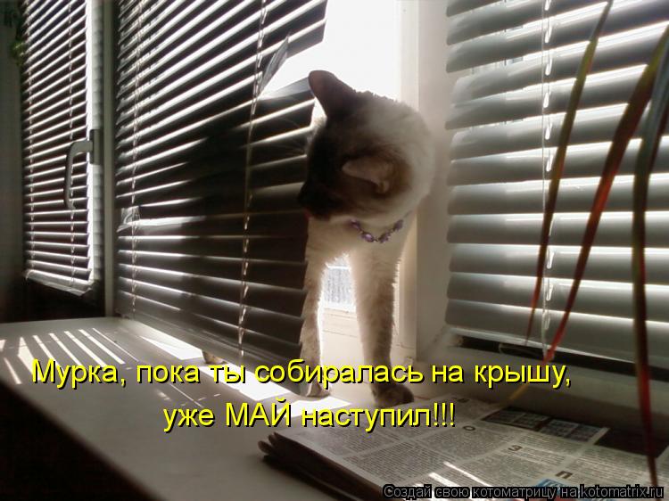 Мурка, пока ты собиралась на крышу, уже МАЙ наступил!!!... Котоматрица: Мурка, пока ты собиралась на крышу, уже МАЙ наступил!!!