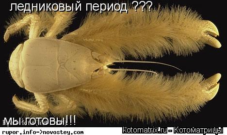 ледниковый период ??? мы готовы!!!... Котоматрица: ледниковый период ??? мы готовы!!!