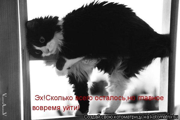 Котоматрица: Эх!Сколько всего осталось,но главное вовремя уйти!