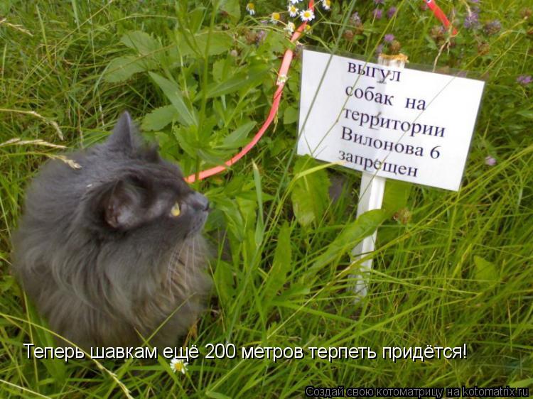 Теперь шавкам ещё 200 метров терпеть придётся!... Котоматрица: Теперь шавкам ещё 200 метров терпеть придётся!