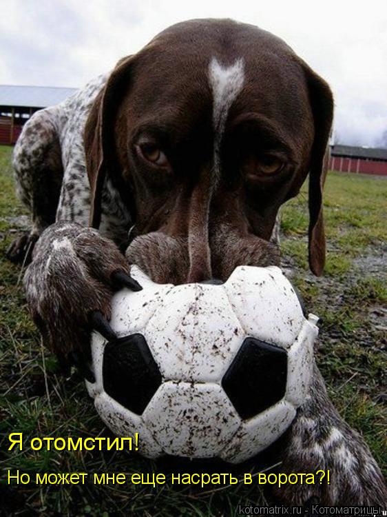 Котоматрица: Я отомстил! Но может мне еще насрать в ворота?!