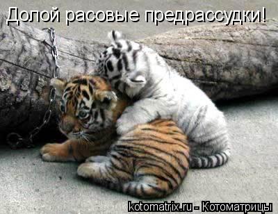 Долой расовые предрассудки!... Котоматрица: Долой расовые предрассудки!