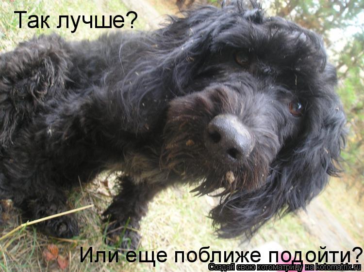 Так лучше? Или еще поближе подойти?... Котоматрица: Так лучше? Или еще поближе подойти?