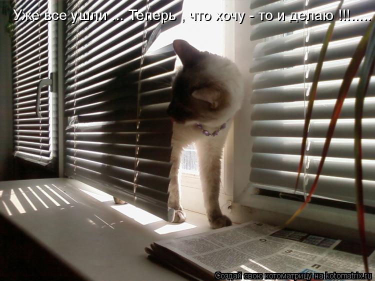 Уже все ушли ... Теперь , что хочу - то и делаю !!!........ Котоматрица: Уже все ушли ... Теперь , что хочу - то и делаю !!!.....