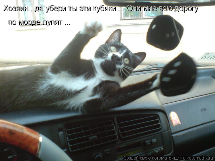 Хозяин , да убери ты эти кубики ... Они мне всю дорогу по морде лупят ...... Котоматрица: Хозяин , да убери ты эти кубики ... Они мне всю дорогу по морде лупят ...