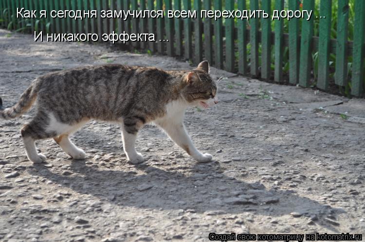 Как я сегодня замучился всем переходить дорогу ... И никакого эффекта ...... Котоматрица: Как я сегодня замучился всем переходить дорогу ... И никакого эффекта ...