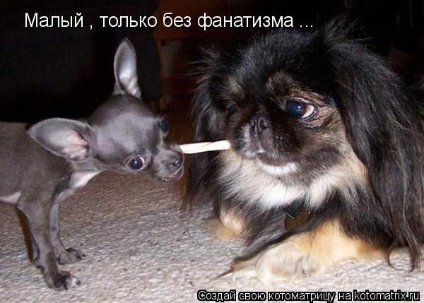 Малый , только без фанатизма ...... Котоматрица: Малый , только без фанатизма ...