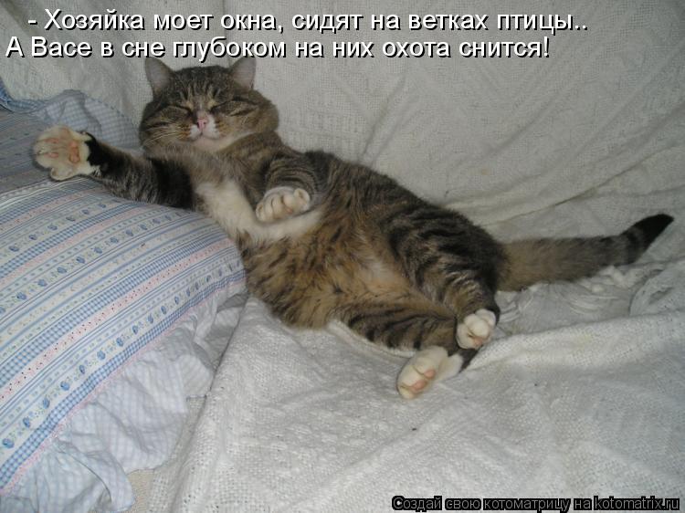 Котоматрица: - Хозяйка моет окна, сидят на ветках птицы.. А Васе в сне глубоком на них охота снится!