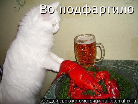 Котоматрица: Во подфартило