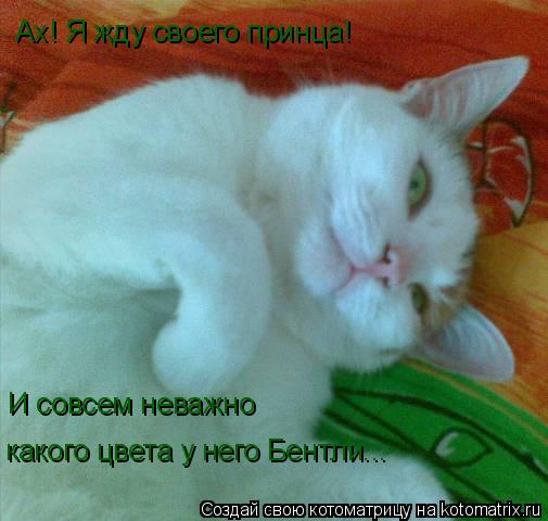 Котоматрица: И совсем неважно какого цвета у него Бентли... Ах! Я жду своего принца!