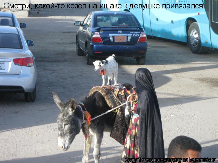 Котоматрица: Смотри, какой-то козел на ишаке к девушке привязался..
