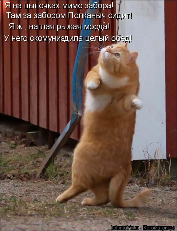 Котоматрица: Я на цыпочках мимо забора! Там за забором Полканыч сидит! Я ж , наглая рыжая морда! У него скомуниздила целый обед!
