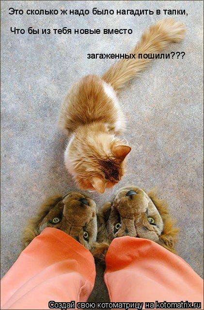 Это сколько ж надо было нагадить в тапки, Что бы из тебя новые вместо загаженных пошили???... Котоматрица: Это сколько ж надо было нагадить в тапки, Что бы из тебя новые вместо загаженных пошили???
