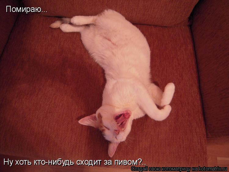 Котоматрица: Помираю... Ну хоть кто-нибудь сходит за пивом?..