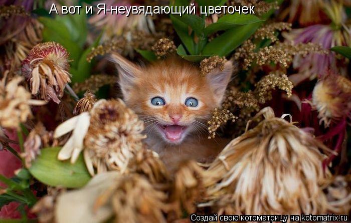 Котоматрица: А вот и Я-неувядающий цветочек