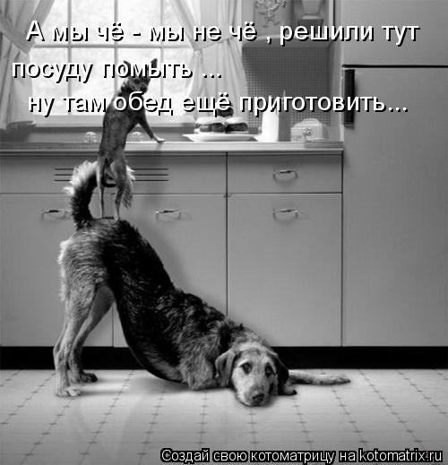 Котоматрица: А мы чё - мы не чё , решили тут  посуду помыть ... ну там обед ещё приготовить...