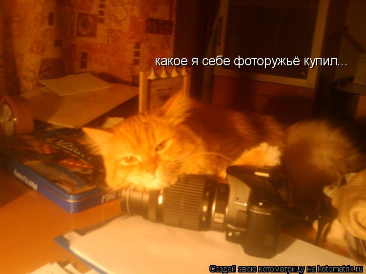 Котоматрица: какое я себе фоторужьё купил...