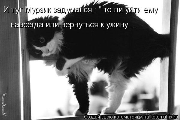 Котоматрица: навсегда или вернуться к ужину ... И тут Мурзик задумался : " то ли уйти ему