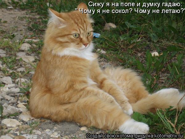 Сижу я на попе и думку гадаю: " Чому я не сокол? Чому не летаю?"... Котоматрица: Сижу я на попе и думку гадаю: " Чому я не сокол? Чому не летаю?"
