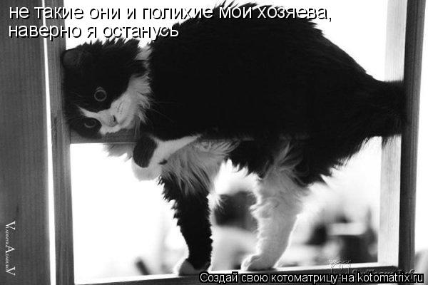 не такие они и полихие мои хозяева, наверно я останусь... Котоматрица: не такие они и полихие мои хозяева, наверно я останусь
