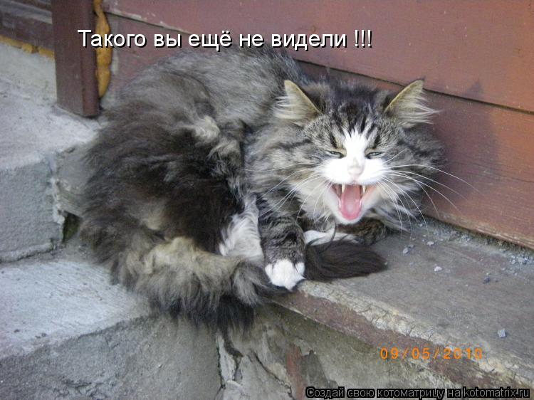 Такого вы ещё не видели !!!... Котоматрица: Такого вы ещё не видели !!!