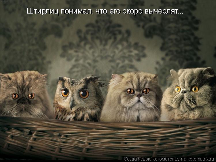 Котоматрица: Штирлиц понимал, что его скоро вычеслят...
