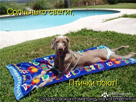 Котоматрица: Солнышко светит, Птички поют!