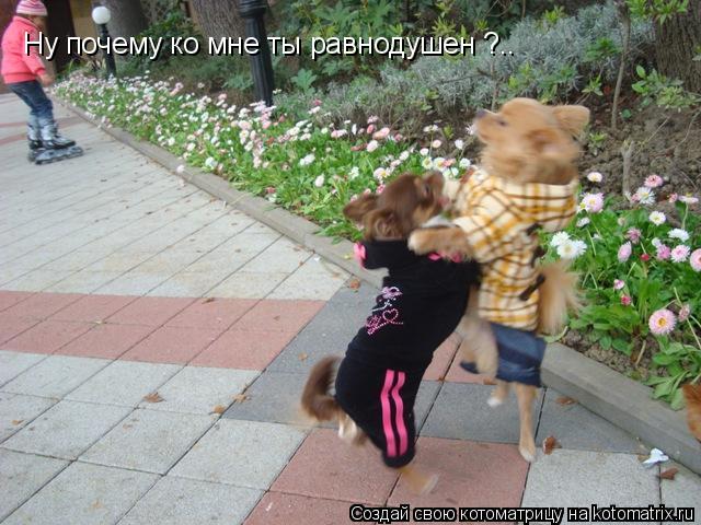 Котоматрица: Ну почему ко мне ты равнодушен ?..