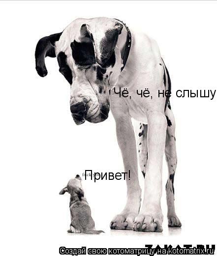 Котоматрица: Привет! Чё, чё, не слышу!