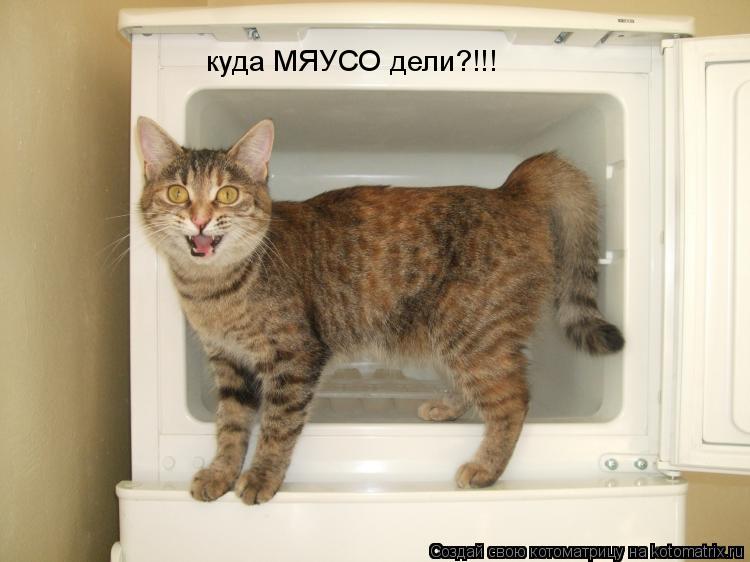 Котоматрица: куда МЯУСО дели?!!!