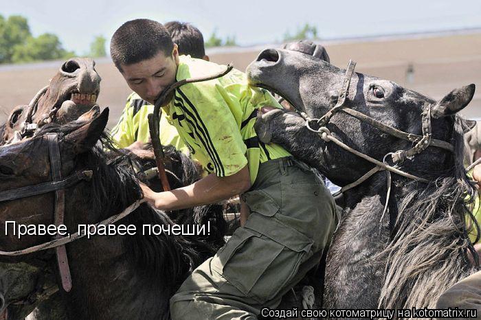 Котоматрица: Правее, правее почеши!