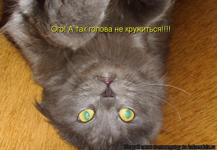 Котоматрица: Ого! А так голова не кружиться!!!!