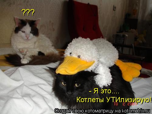 Котоматрица: ??? Котлеты УТИлизирую! - Я это....
