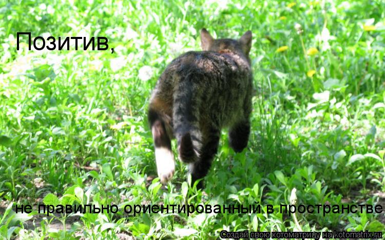 Котоматрица: Позитив, не правильно ориентированный в пространстве