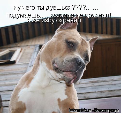 Котоматрица: ну чего ты дуешься????....... подумаешь..... хозяина не признал! я же избу охранял