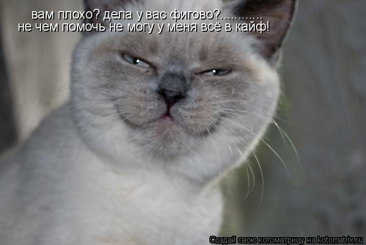 Котоматрица: вам плохо? дела у вас фигово?............ не чем помочь не могу у меня всё в кайф!